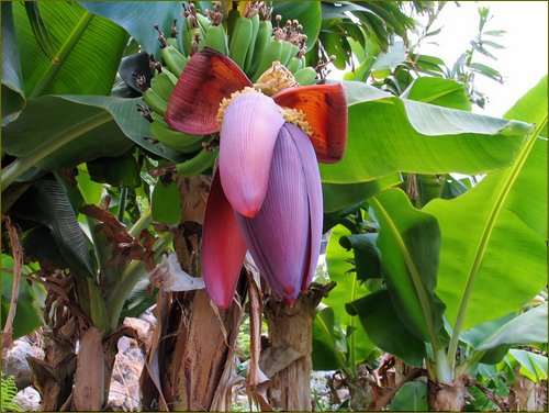 Banana